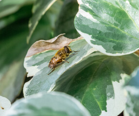 Bee resting on a green leaf