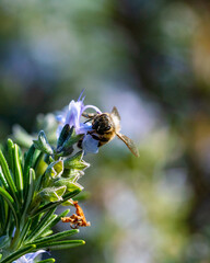 Makro mit Honigbiene von vorne 