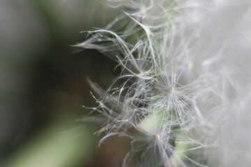 A close up of a plant