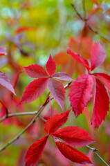 Variegated foliage on trees in autumn in the forest