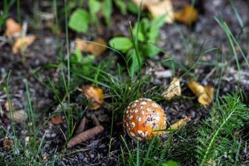 summer mushrooms in green grass after rain