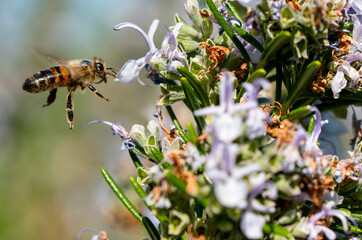Biene sammelt im Anflug auf Blüte Nektar