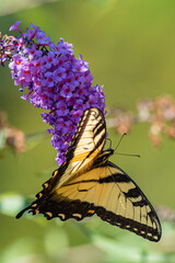 Yellow swallowtail butterfly perched on purple flowers of butterfly bush in garden on sunny summer day
