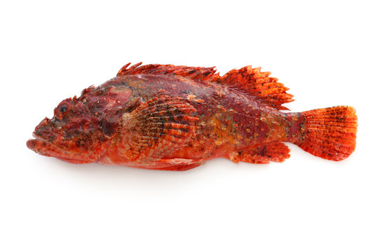 weedy stingfish isolated on white background
