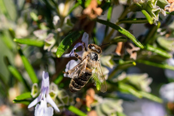 Biene mit kaputtem rechtem Flügel