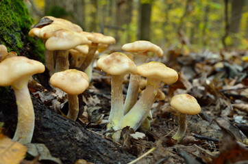 Wild forest mushrooms grow in the autumn forest