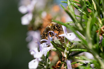 Makro von Honigbiene schräg von vorne