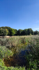 Perfect lake in the city park