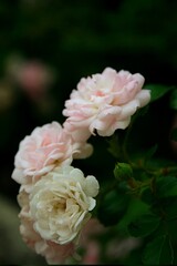 pink and white rose