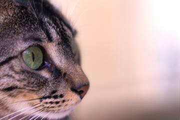 Close up portrait of a cute gray striped cat