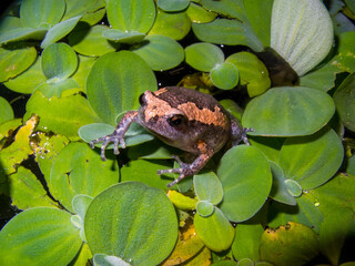 The Microhylidae, commonly known as narrow-mouthed frogs, are a geographically widespread family of frogs.