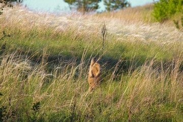 A female bobak marmot stands in the grass and looks at the camera. Steppe grass is visible in the foreground. Grass and blue sky are visible in the blurred background.