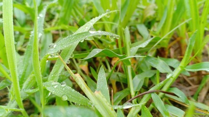 dew drops on grass