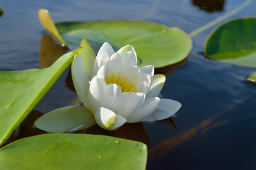 White water lily blooms in a pond among the leaves