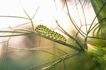 Caterpillar of Papilio machaon - Old World swallowtail - on fennel