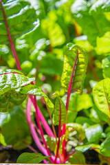 Red and yellow swiss chard leaves at organic gardens - Organic produce in the home made vegetable garden
