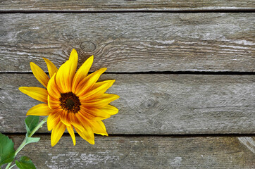 Yellow, decorative sunflower on old wooden boards