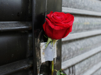 red roses on a wooden table