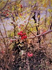 Red berries of rowan tree in autumn park