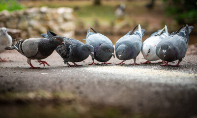 Pigeons eating