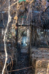 Inside an Abandoned Greenhouse Full of Dead Vines Hanging From the Ceiling