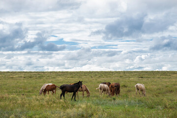 Naklejka na ściany i meble A herd of horses on a green field under a cloudy sky