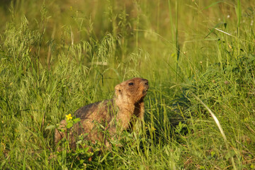 A bobak marmot stands in the grass and looks at the camera. Green grass and yellow flower is visible in the foreground. Grass and trees are visible in the blurred background.