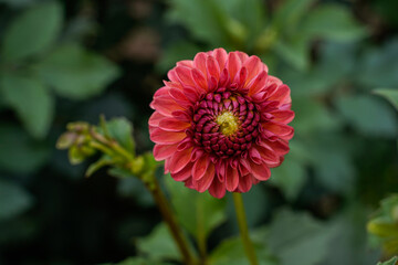 Beautiful dahlia with a few layers of petals opened. Flower growing outdoors. Red, brown, rust color.