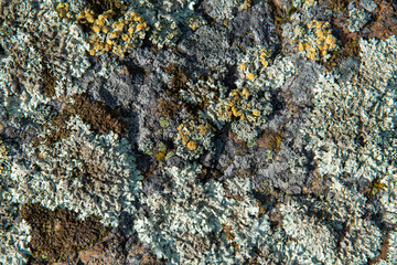Close-up of the texture of multicolored moss on the stone