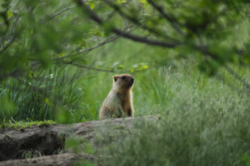 Naklejka na ściany i meble A young bobak marmot stands at the sandy entrance to the burrow. Green grass is visible in the foreground. Grass is visible against a blurred background.