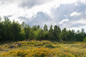 Yellow-red bushes on the background of green forest and dramatic sky in the Golden hour.