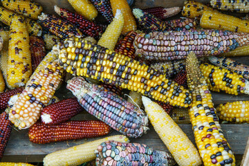 A close up of multi colored corn most common during the holidays.