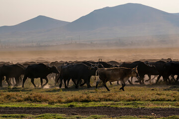 Herd of cattle and buffalo walking on dusty roads. green background and mountain