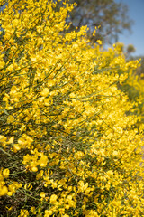 Obraz premium The stems of rush broom with yellow flowers in the spring (Mount Etna) 