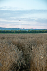 Fototapeta premium the field of wheat