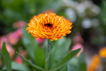 orange flower