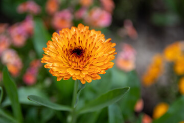 orange flower