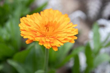 orange flower in the garden