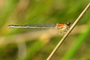 Iberian Bluetail (Ischnura graellsii), female
