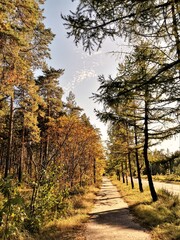 Fototapeta premium path in forest
