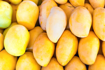 Naklejka na ściany i meble Yellow mango, many mangos on fruit market