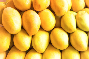 Fototapeta na wymiar Yellow mango, many mangos on fruit market