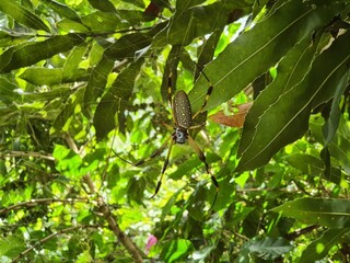 Araña cafetalera