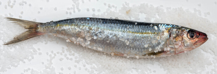 Raw mackerel fish with sea salt on white ceramic surface