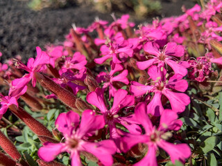 Pillows of Saponaria aetnensis on Mounte Etna - Endemic flora of the Etna volcano