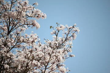 beautiful flowers and sky blue