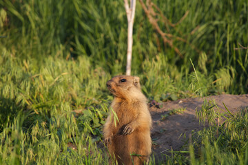 A young bobak marmot stands at the sandy entrance to the burrow. Green grass is visible in the foreground. Grass is visible against a blurred background.