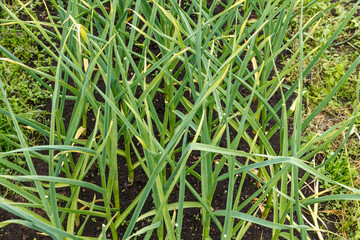 Green garlic in the garden bed. Lush green feathery leaves.