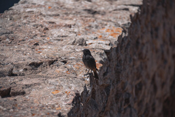 bird on the rock