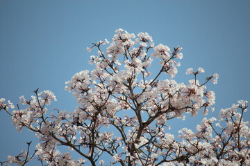 beautiful flowers and sky blue